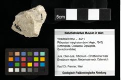 Foto (Objekt + Etiketten) von Pithonoton marginatum (von Meyer, 1842) 